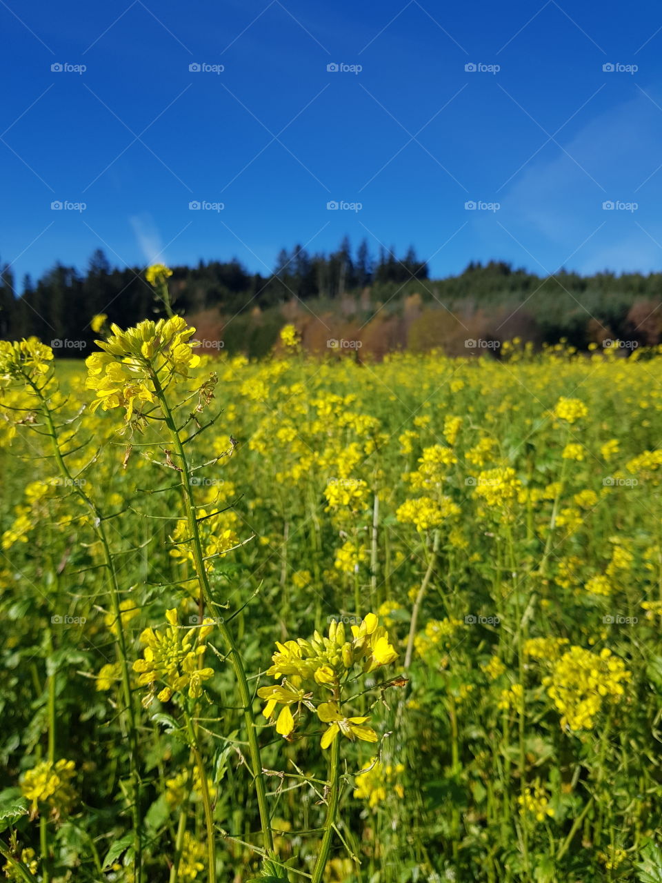Field of Rape in November