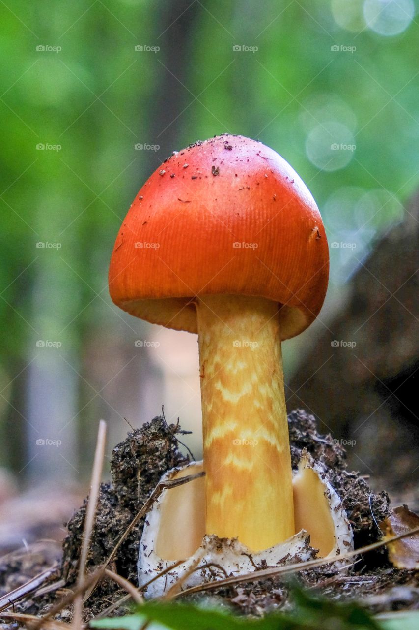 Foap, World in Macro: A small young American Caesar’s mushroom (Amanita jacksonii) just emerged from its volva. Yates Mill County Park in Raleigh, North Carolina. 