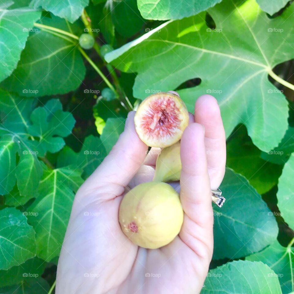 Fresh Figs