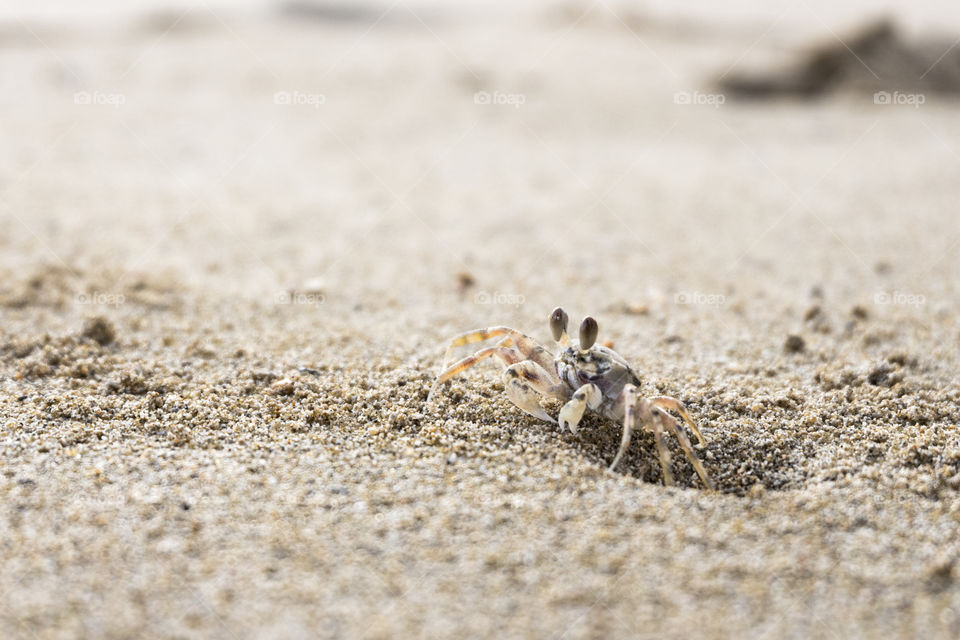 peek-a-boo crab