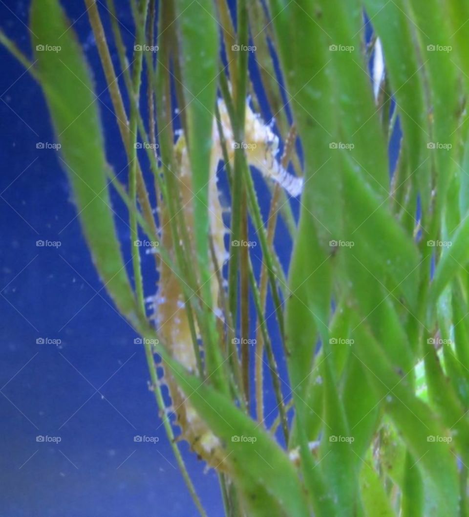 seahorse hiding in seaweed