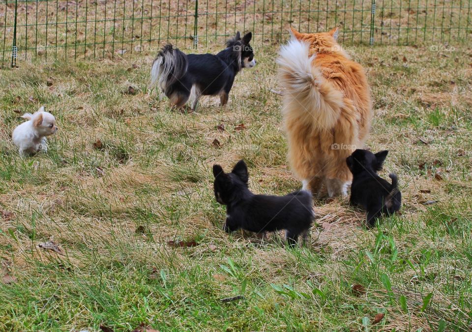 Small Hopes kennel. 
Chihuahuas 
Narvik, Norway 