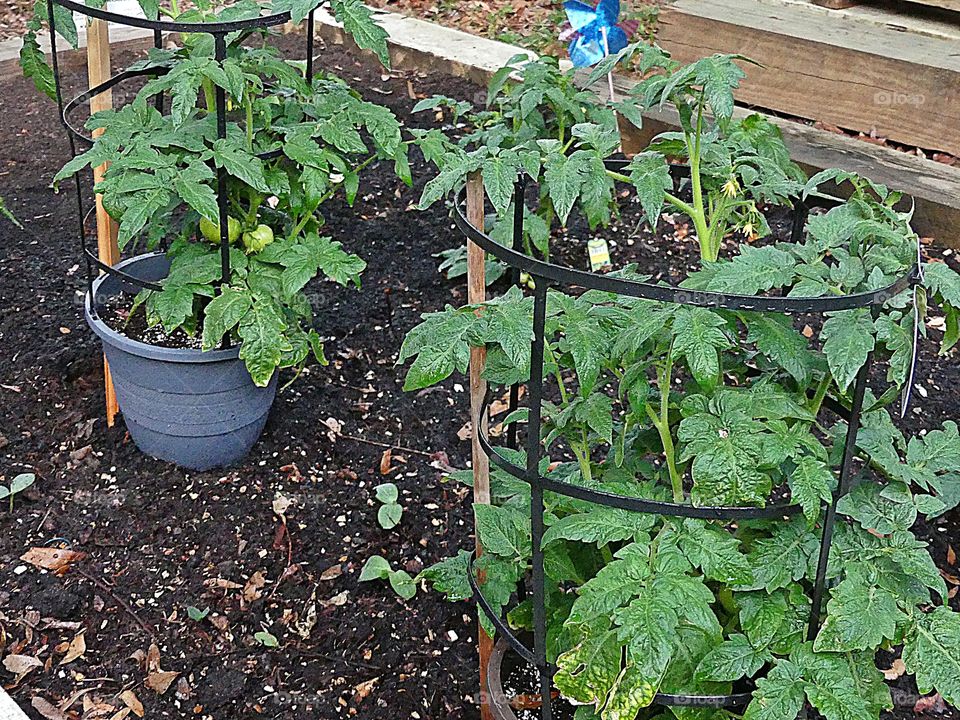 Tomatoes on a healthy tomato plant that produces nice, big, red tomatoes for slicing 