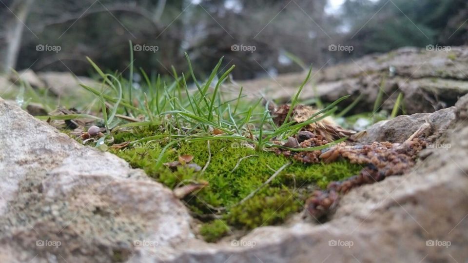 early signs of spring.. green
