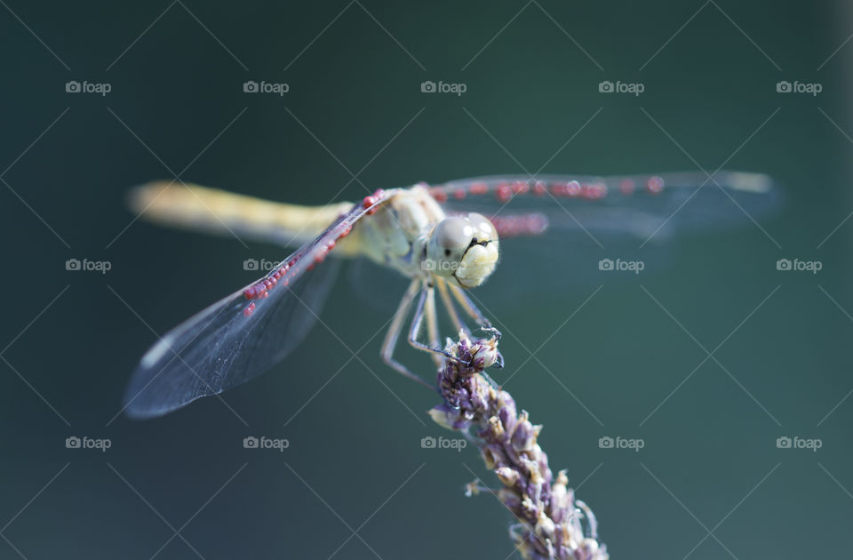 beautiful and awful dragonfly,  close up,  macro shot.  predator has a rest on a flower