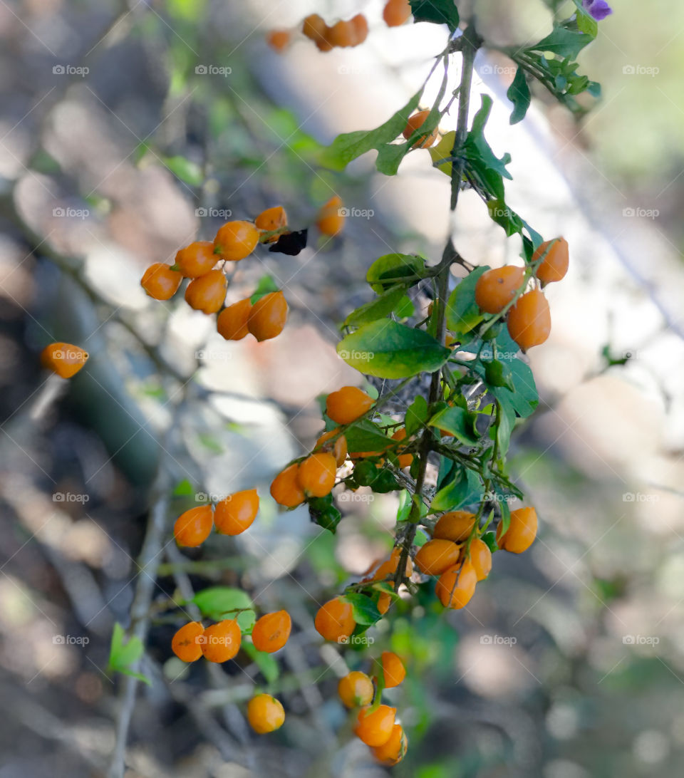 Fruit tree