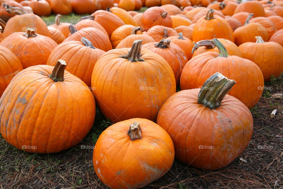 Pumpkin Patch