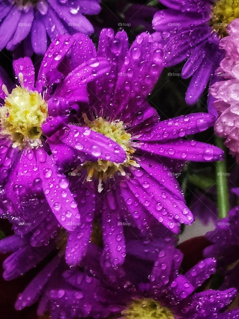 Purple flowers bouquet shop view eco focus day part sun vase decor decoration design home happy happiness