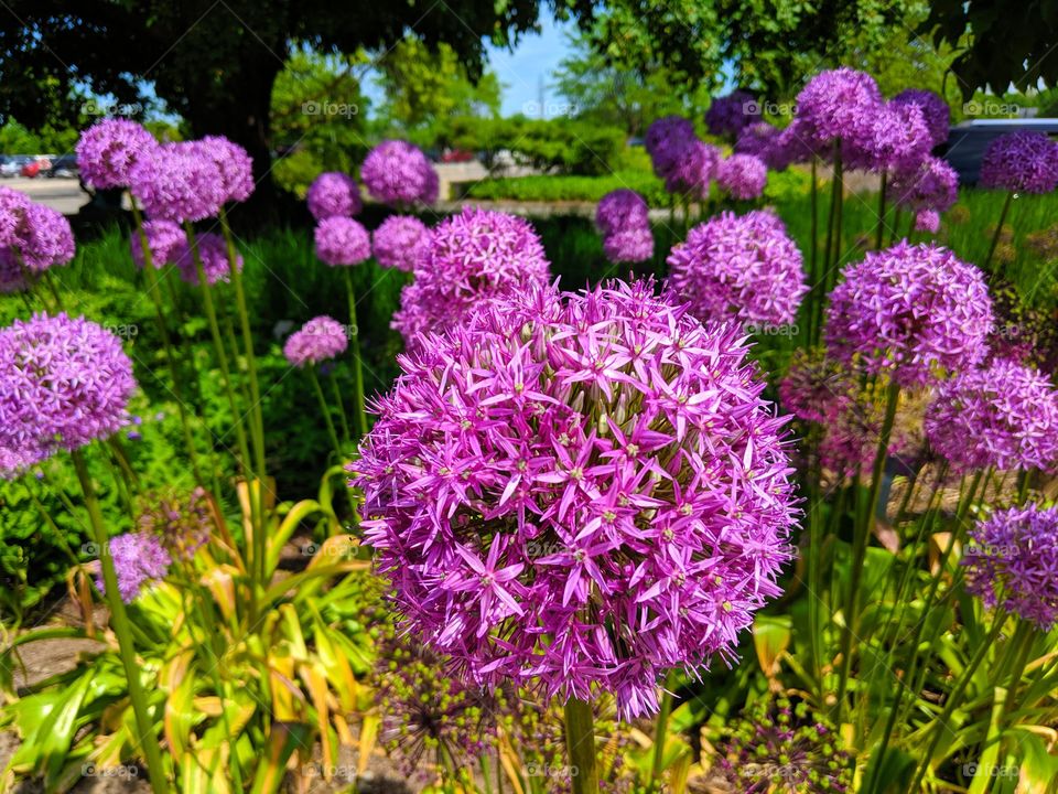 Beautiful hydrangeas in the summertime!
