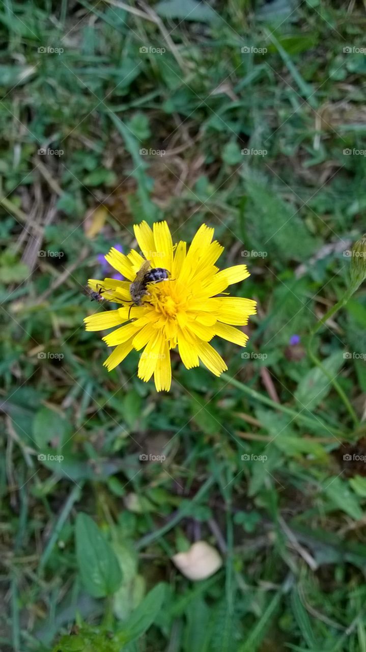 bee on flower