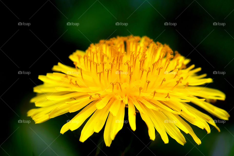 Close-up yellow flower