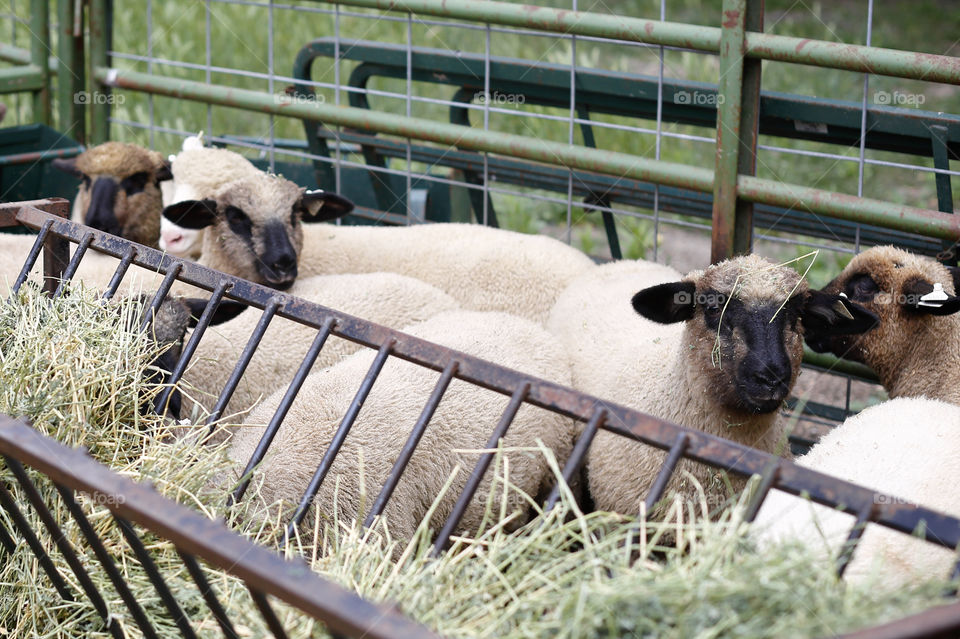 Sheep eating hay in the barnyard of the farm. 
