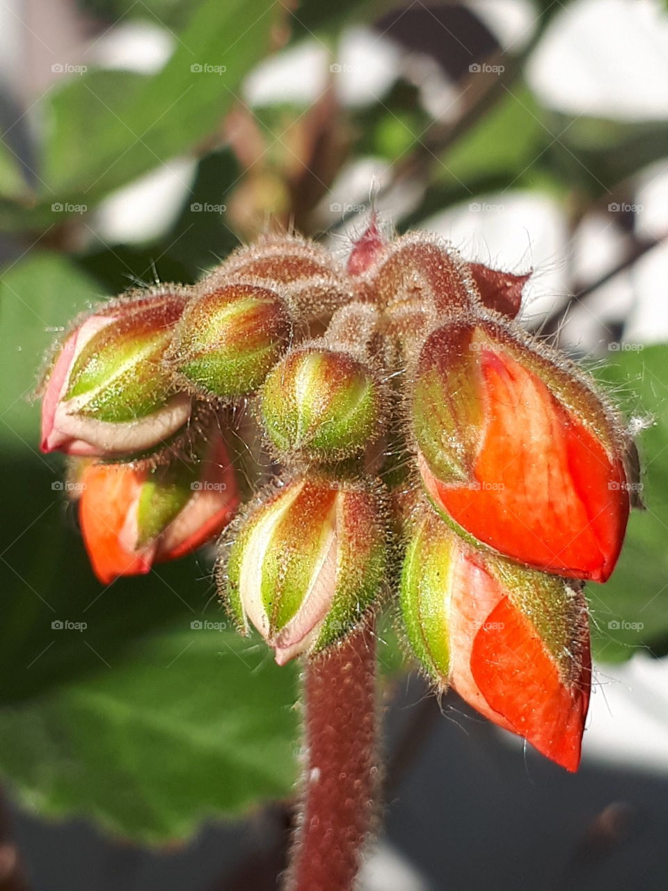 begining of the flowers