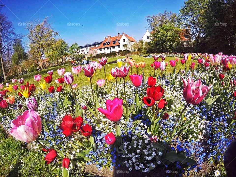 Flower, Nature, Garden, No Person, Flora