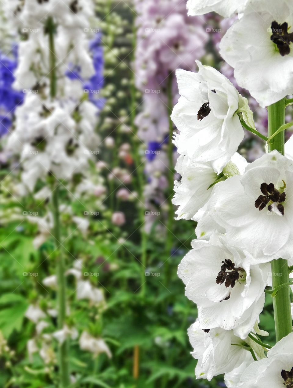 Blooming Foxglove Flowers. Wild Foxglove Flowers Blooming In Spring
