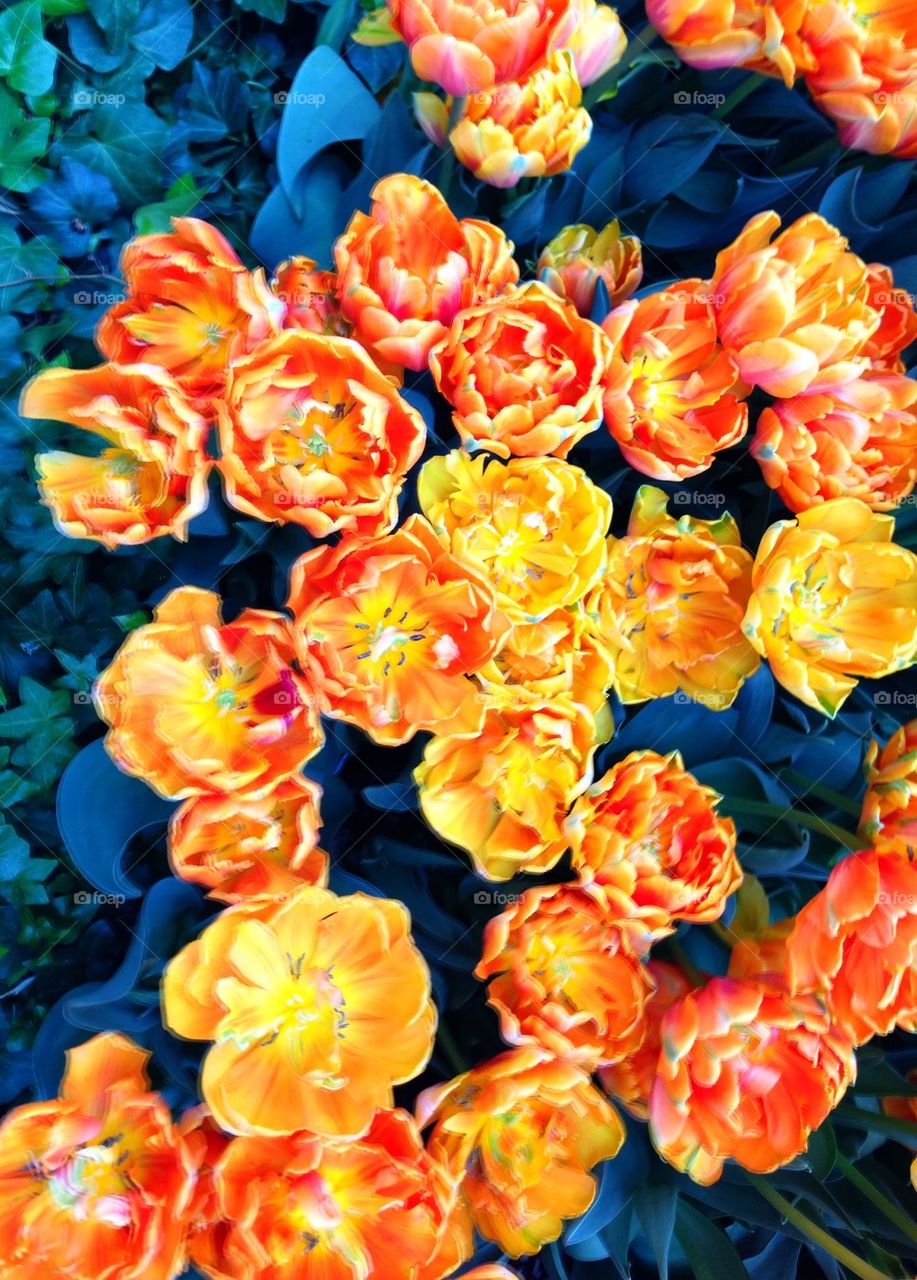 Orange Princess Tulips