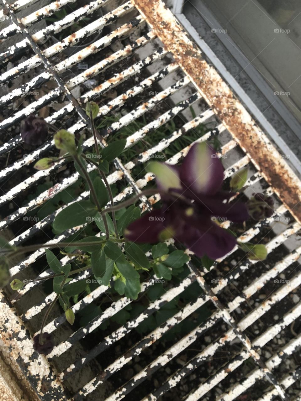 A flower grows out of the grate