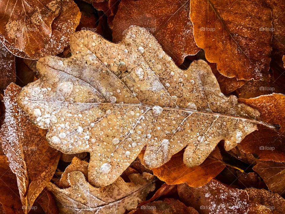 Leaf, Fall, Tree, Desktop, Nature