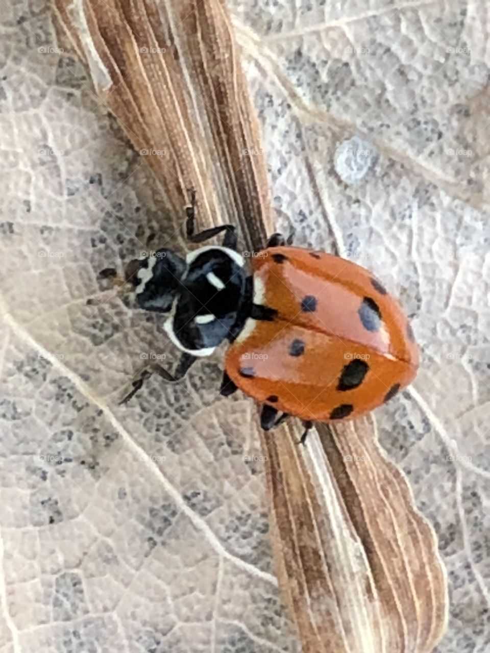 A little lady bug