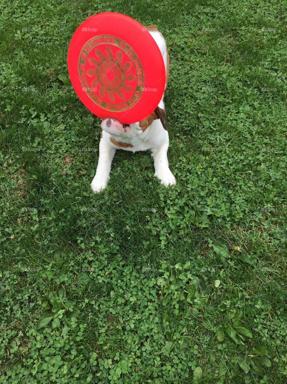 She loves to play frisbee