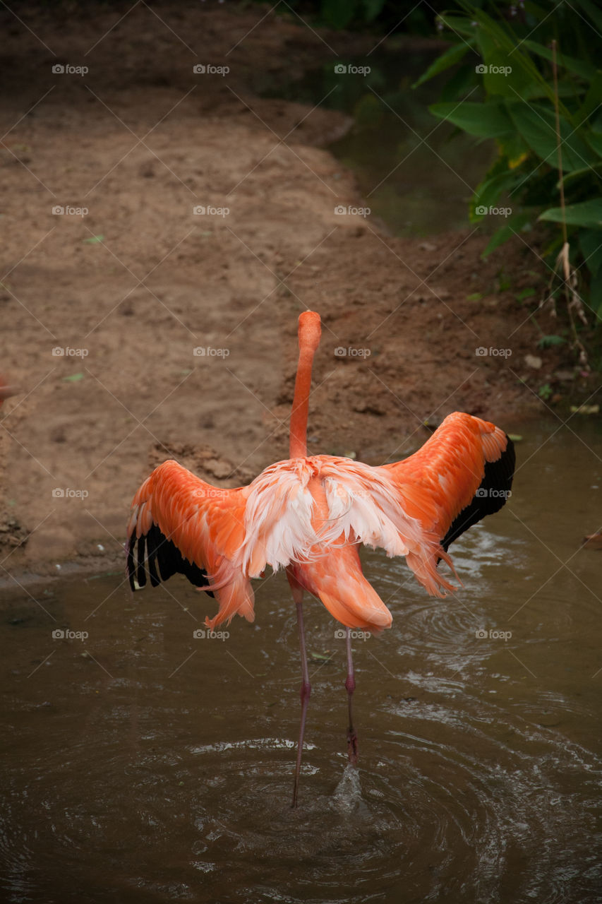 An orange flamingo spreading its wings