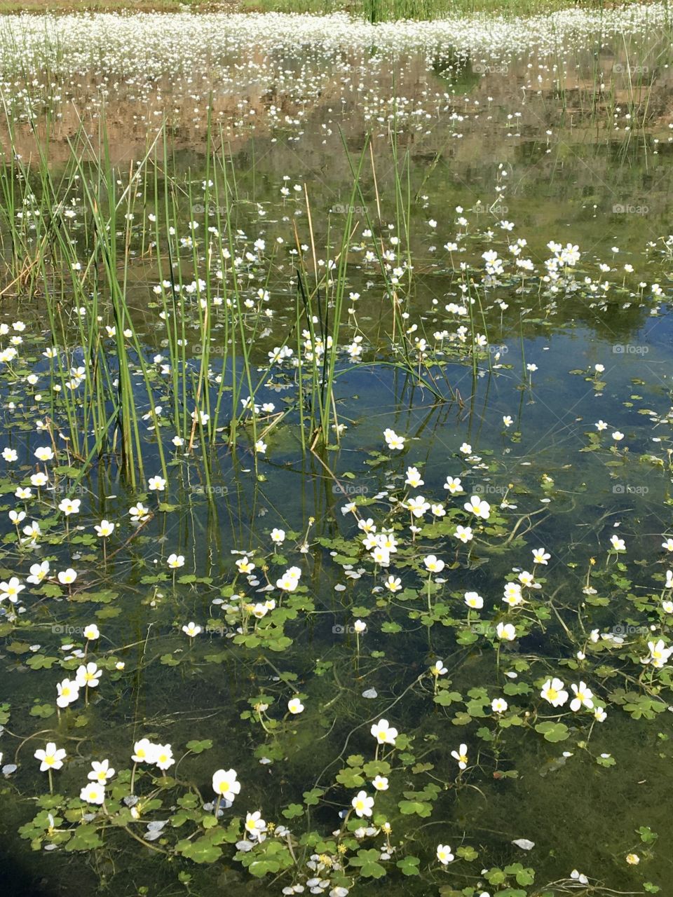 Water flowers in spring 