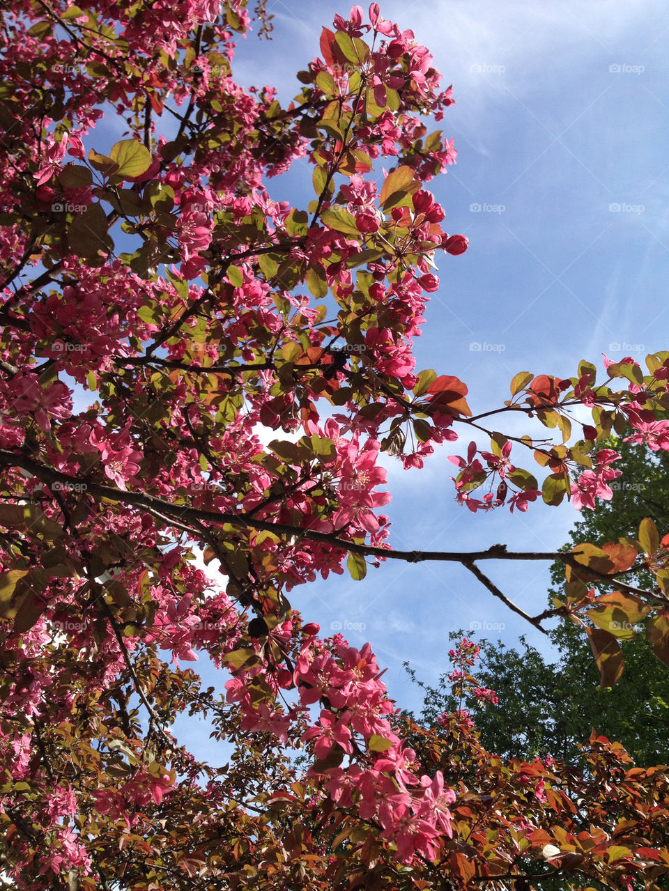 flowers trees blommor träd by joosse_b