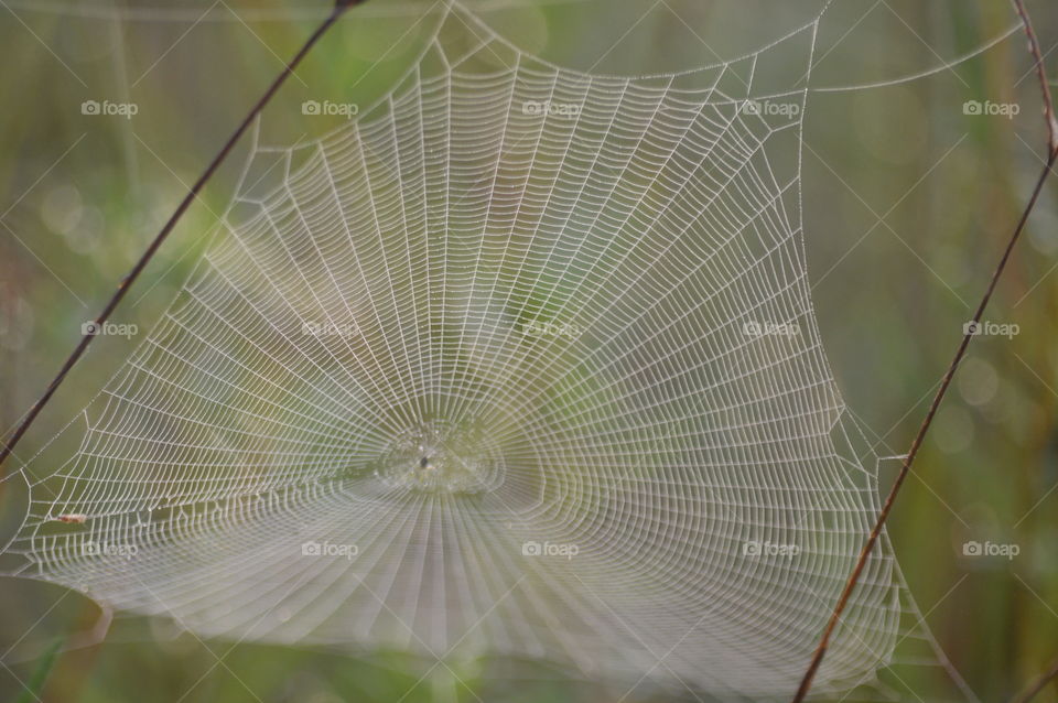 web