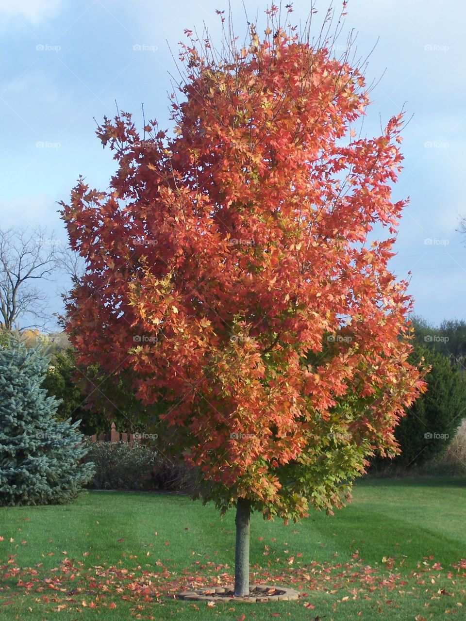Maple tree leaves turning orange in the autumn season.