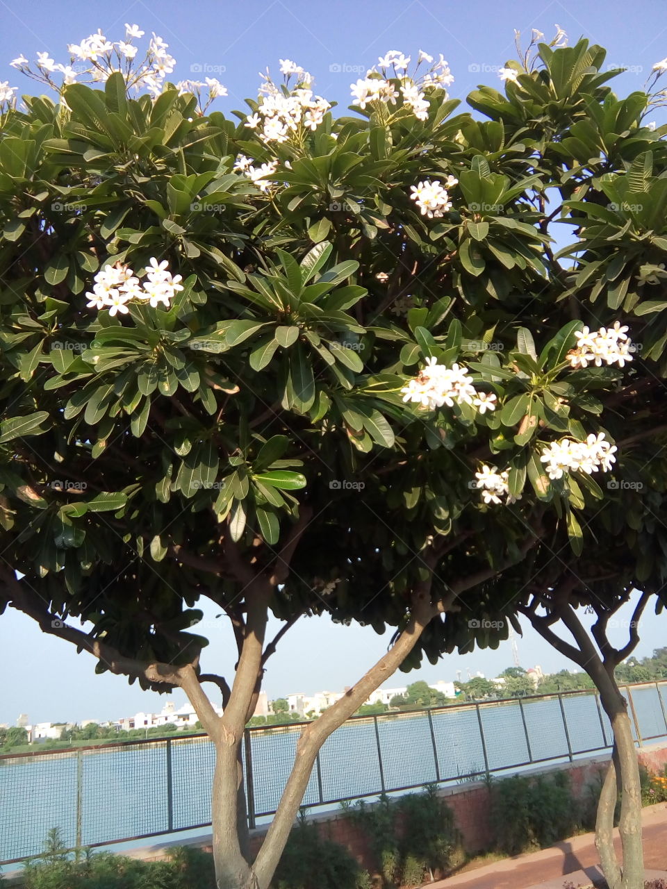 beautiful flowers in a garden