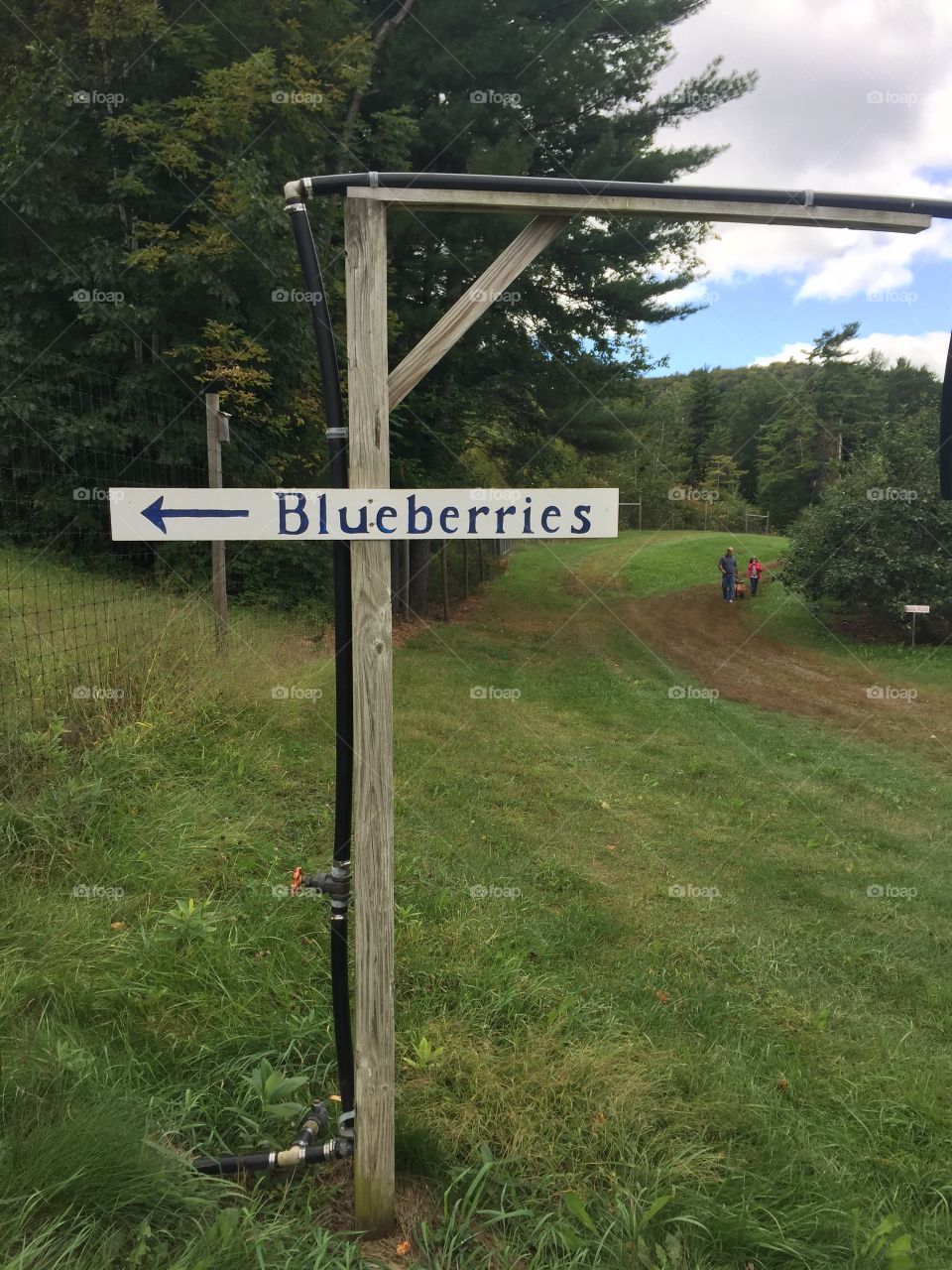 Blueberries that way!