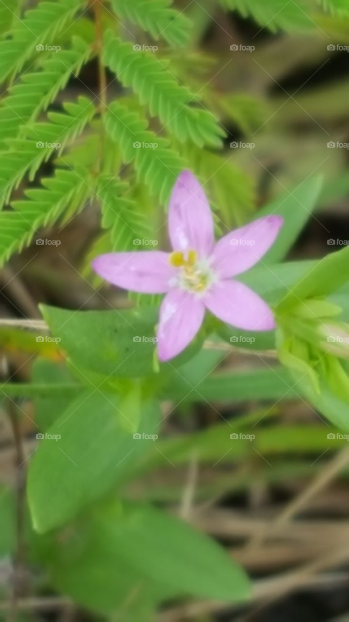 closeup of a tiny pink flower