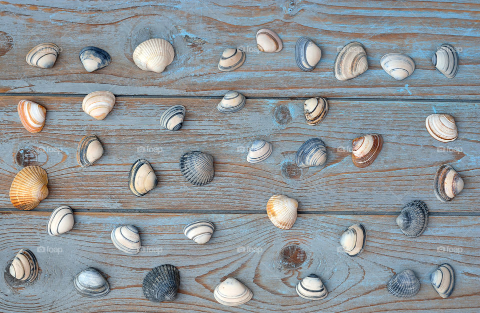 striped sea cockle shells on a beach  wooden background