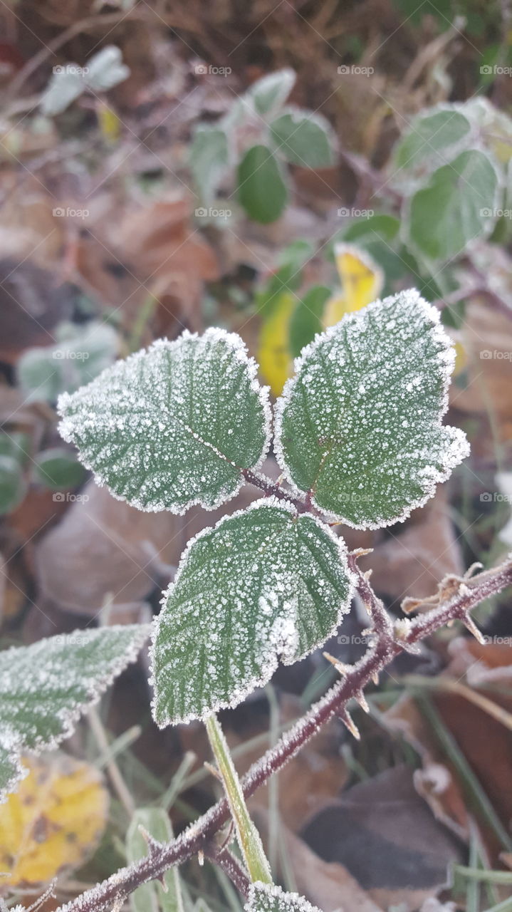 blackberry leaves coated in frost