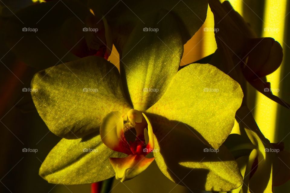 Orchidee 