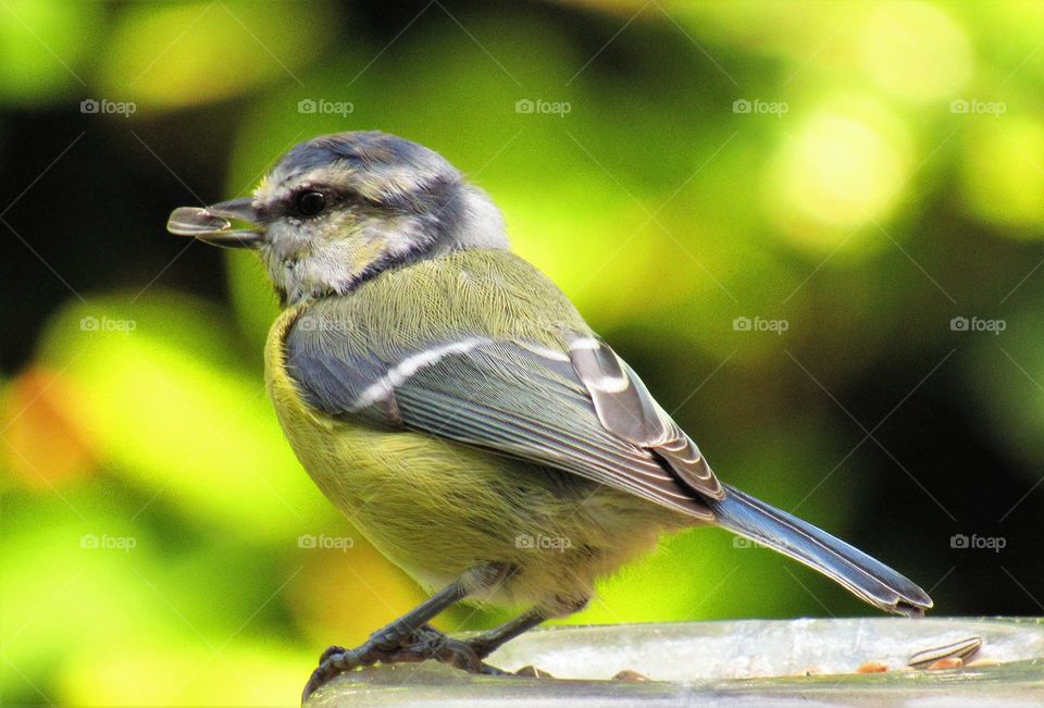 Blue tit