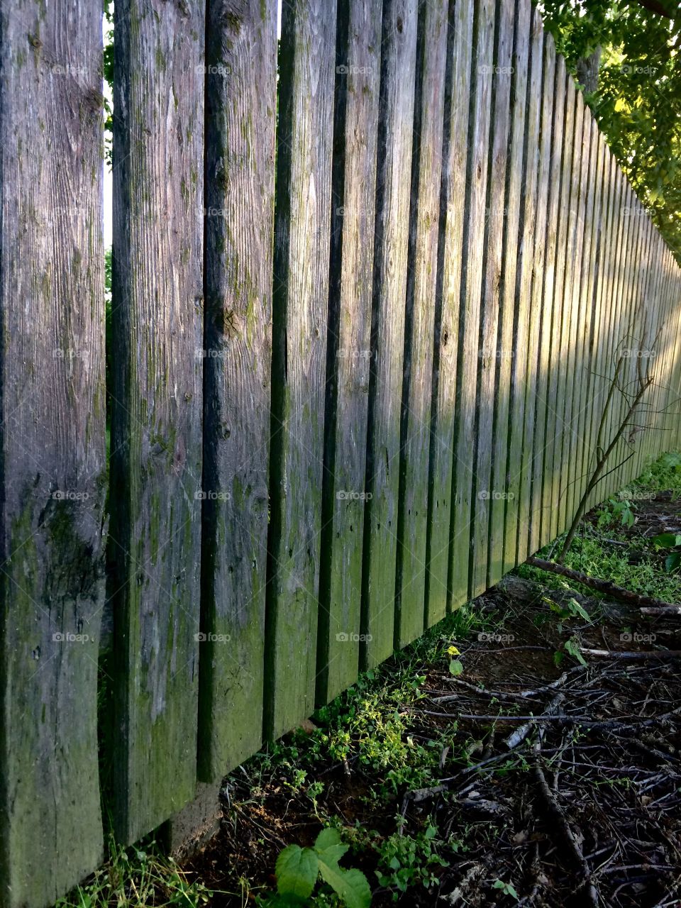 Mossy Fence
