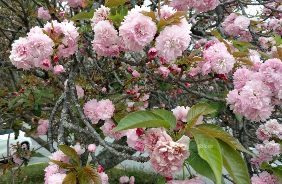 pink flower