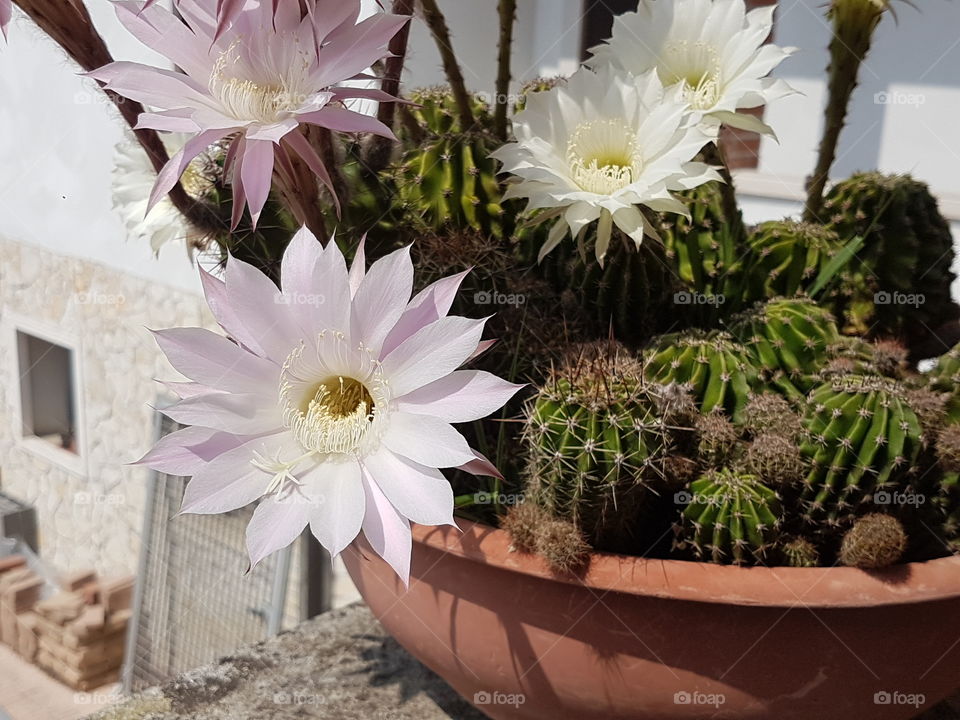 Flower, Flora, Nature, Cactus, Garden