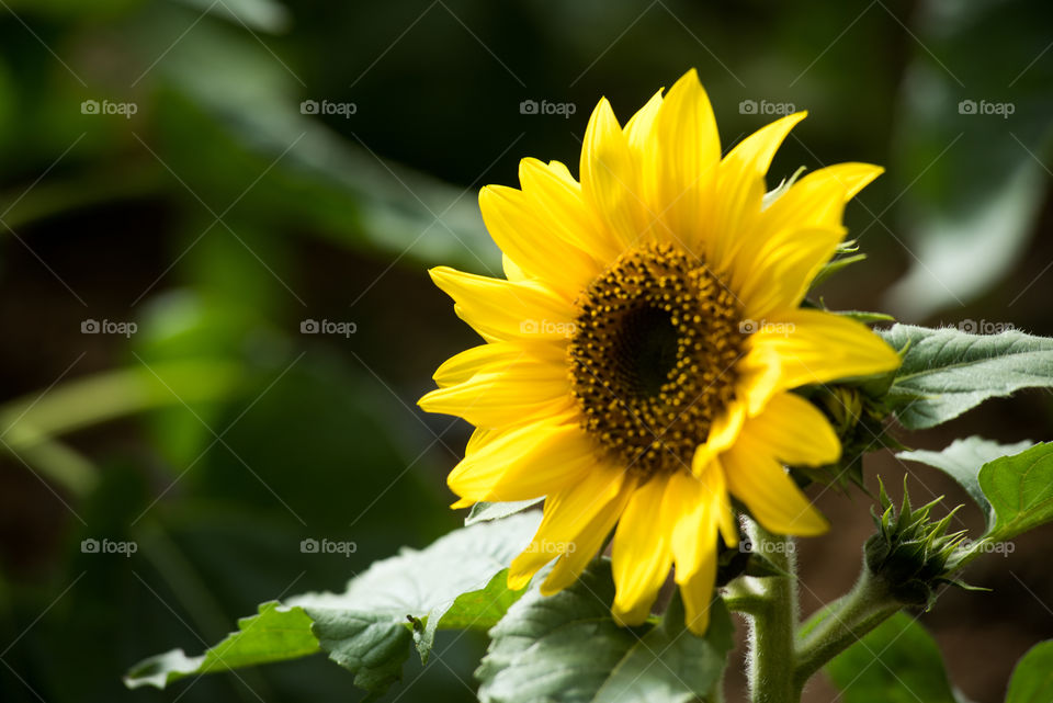 Close-up of single sunflower