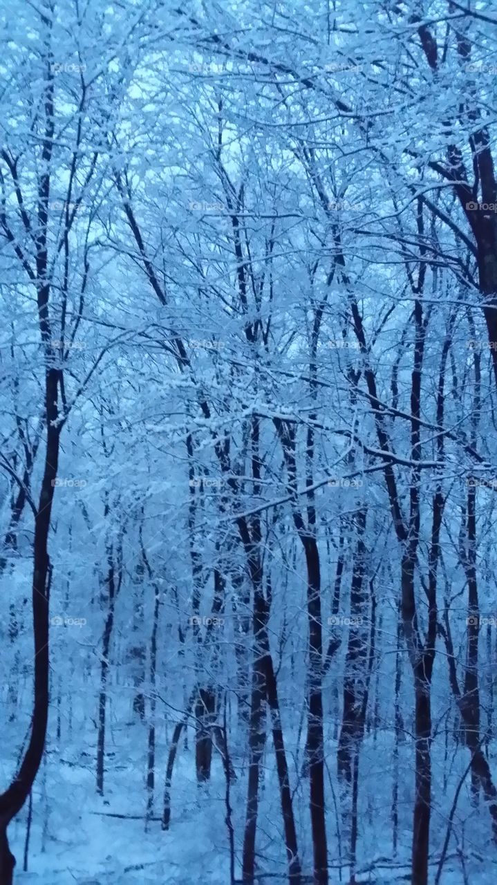 Icy Forest