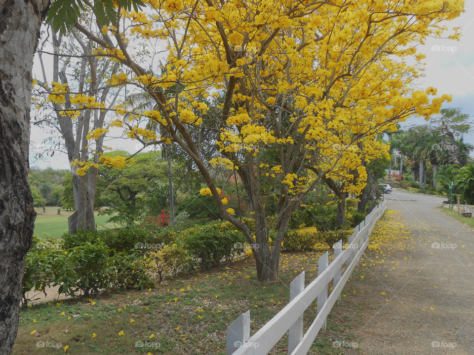 Springtime blooms