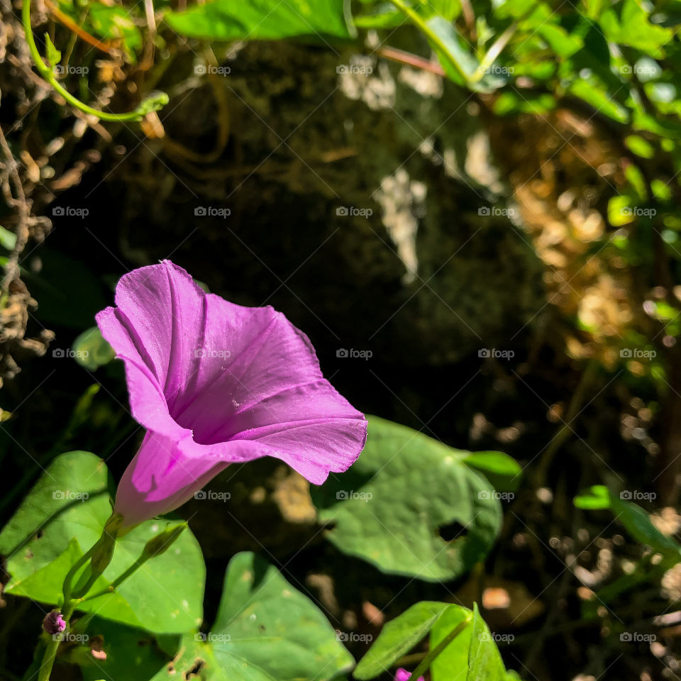 Violeta en el jardín