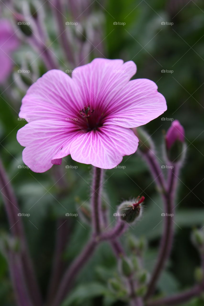 Purple Flower Blossoming