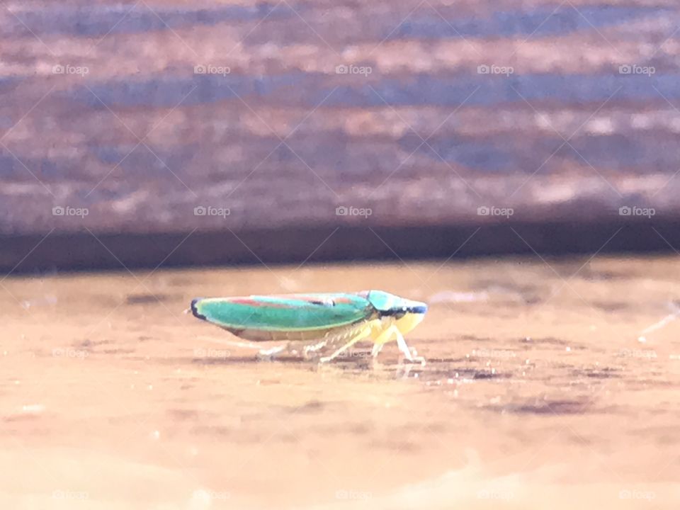 A tiny green little bug (which I don’t know the name of)