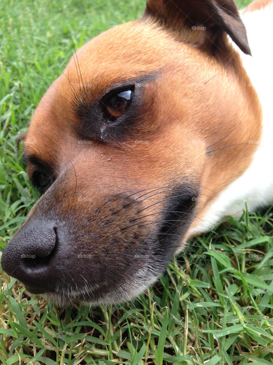 I'm so tired. A dog taking a rest in the yard