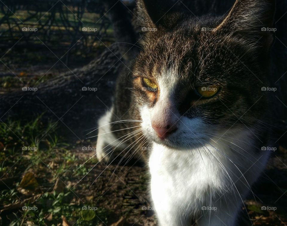 Summer Tabby