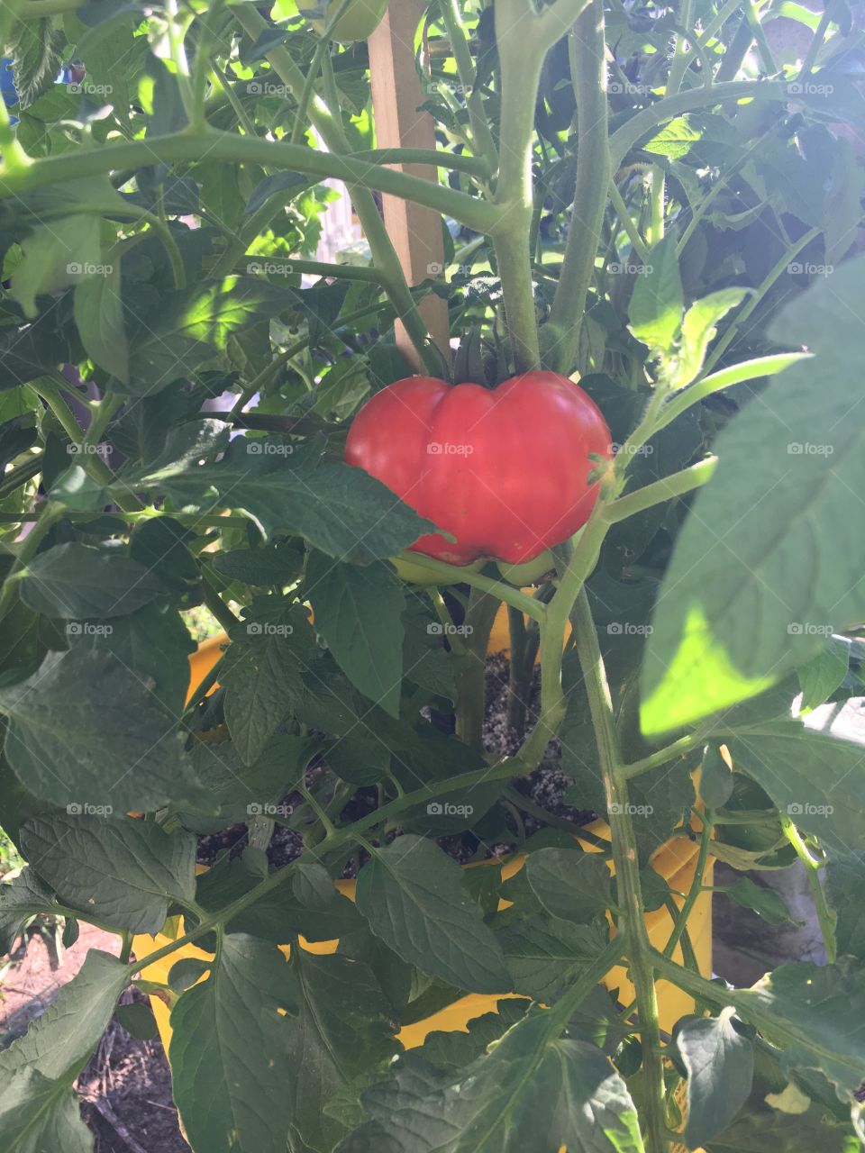 Bob the Tomato 