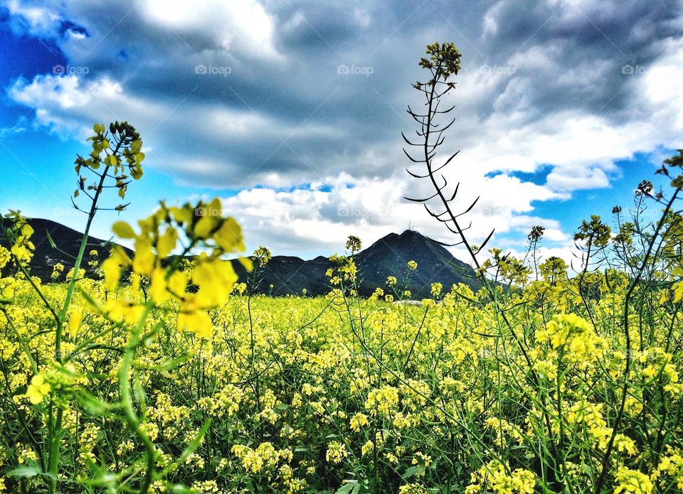 spring yellow flowers 