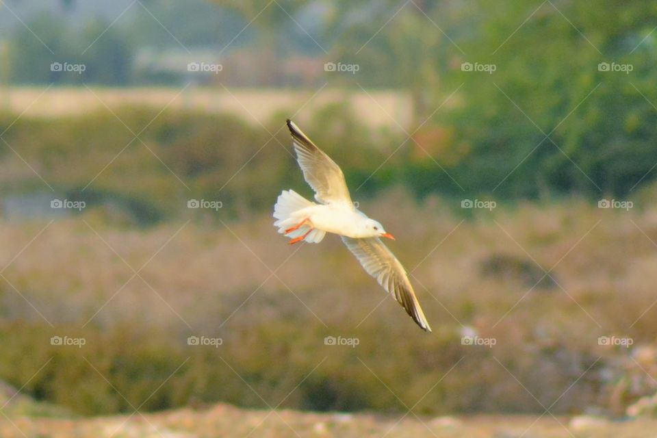 Birds of Bahrain 